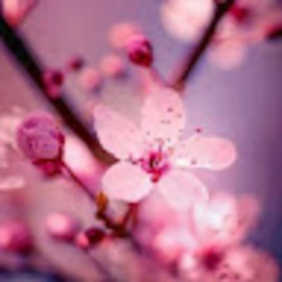 Meet your Posher, Rose - Picture 1 of 1